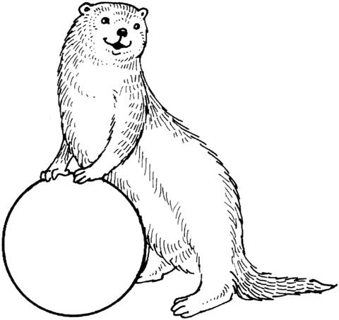 Otter And A Ball Coloring Page